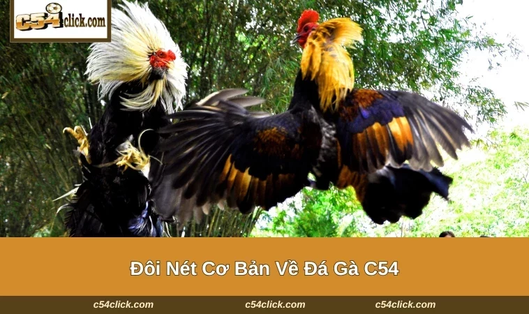 Đôi nét cơ bản về sảnh cược đá gà C54