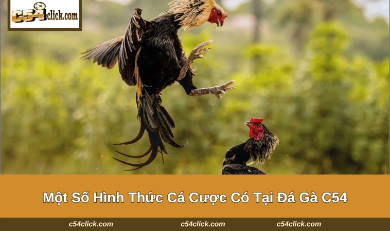 Đá gà cựa dao là hình thức có sức sát thương cao